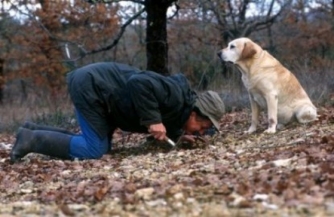 Sniffing truffles_man_and_dog